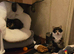 5 month old female kitten for sale