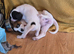 Boxer/Spaniel cross = Cuteness overload