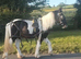 2yr old gelding