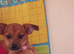 Chihuahua x pomeranian