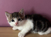 2 Kittens left