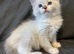 LAST MALE RAGDOLL STUNNING READY NOW