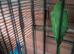 Baby Ringneck