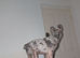 French bulldog blue merl female 2yo