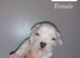 Champion Johnson American Bulldog Puppies due Autumn