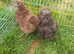 2 silkie bantam females