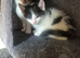 Gorgeous kittens ready for new forever loving homes