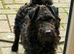 Patterdale x Lakeland puppies