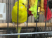 3 beautiful yellow budgies for sale