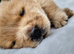 Show stopping DWKC chow chow pups