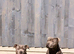 6 champion blue Staffordshire bull terriers looking for there fur-ever home