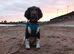 Springer spaniel puppy