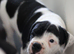 Dorset olde tyme bulldog