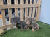 Miniature dachshund