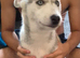 Last little boy siberian huskie puppy