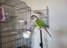 Bonded pair of conures