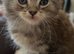 Maine Coon x Ragdoll kitten