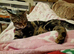 Bengal cross female