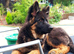 BEAUTIFUL LONG COATED GERMAN SHEPHERD PUPPIES