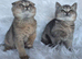 Beautiful fold and straights kittens