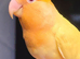Male & Female Lutino/opaline Lovebirds