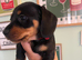 Dachshund puppies for sale
