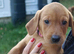 Labrador fox red