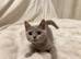 British short hair Russian blue