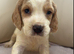 Cocker spaniel puppies