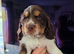 6 Stunning Cocker Spaniel Puppies - Available 10th August