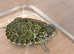 Berkshire reptile rescue