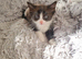 Mix ragdoll kittens