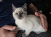 Ragdoll