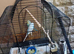 Baby budgies