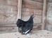 Pekin bantams