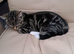 Gorgeous tabby male kitten