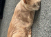 3 year old Cookie is looking for a new home