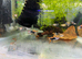 Pair crown tail guppy