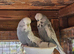 Pet Budgies