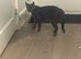 Beautiful black girl kittens