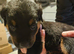 Rottweiler puppies