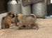 Beautiful Pomchi puppie