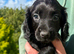 Beautiful Cocker Spaniel Pups