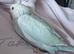 Hand reared indian ringneck