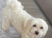 Very tiny F1 teddy bear maltipoo puppies