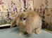 Mini Lop Bunnies