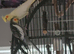 Cockatiel needs a new caring home