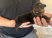 2 boys available