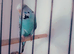 Exhibition budgies for ssle