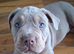 3 quarter british bulldog